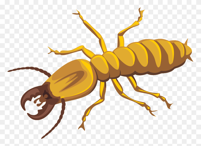 779x549 Termite Photos Termites Cartoon, Insect, Invertebrate, Animal HD PNG Download