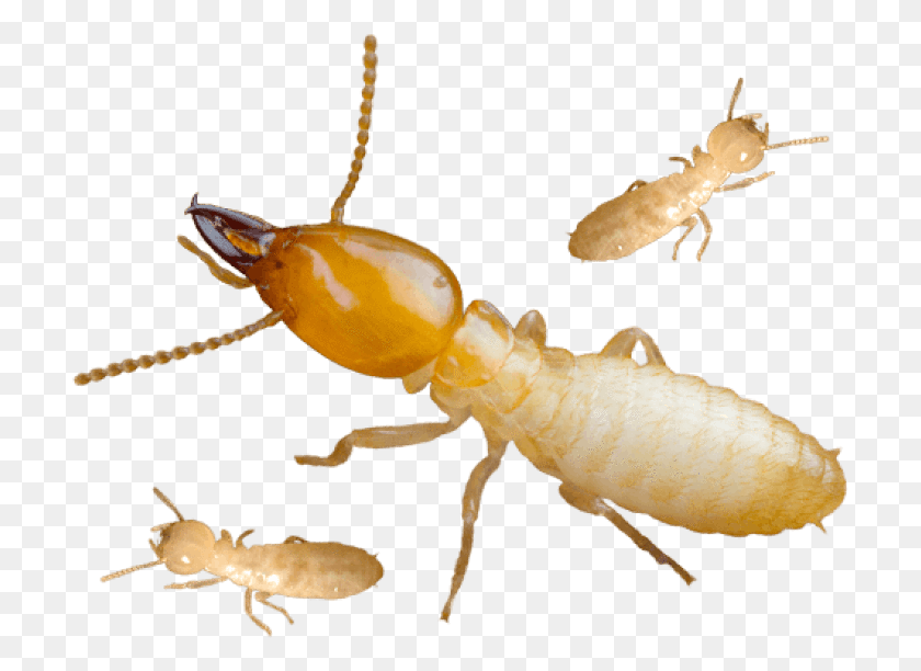 709x552 Termite Transparent Background, Insect, Invertebrate, Animal HD PNG Download