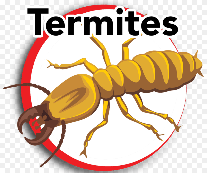 1000x833 Termites, Animal, Insect, Invertebrate, Termite Sticker PNG