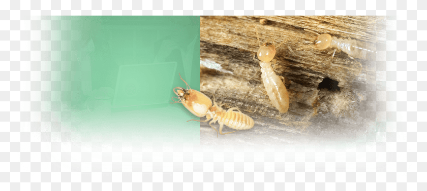 1055x430 Termites In A Home In Honolulu Termite, Insect, Invertebrate, Animal HD PNG Download