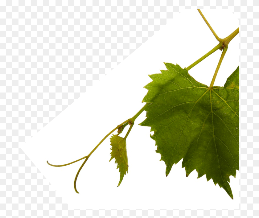 712x647 Условия Использования Виноград, Лист, Растение, Дерево Hd Png Скачать