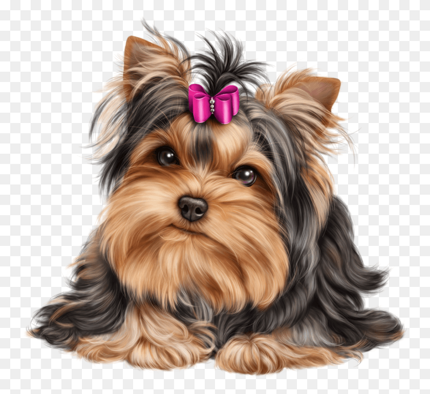 753x709 Terrier Drawing Teacup Yorkie Yorkie Vector, Dog, Pet, Canine HD PNG Download