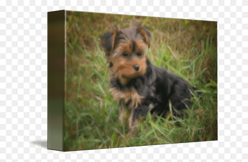 650x489 Terrier Drawing Teacup Yorkie Yorkshire Terrier, Dog, Pet, Canine HD PNG Download