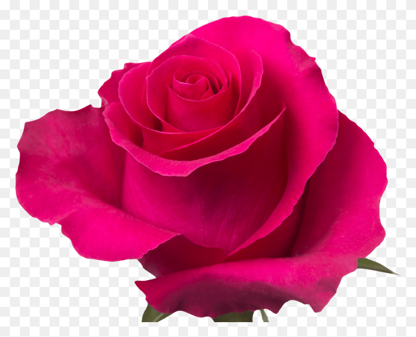 1421x1133 Tessacorp Flor Home, Rose, Flower, Plant HD PNG Download