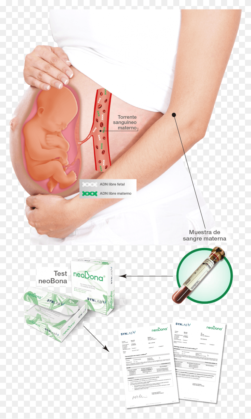 1069x1838 Test Adn Fetal En Sangre Materna, Persona, Humano, Parcela Hd Png