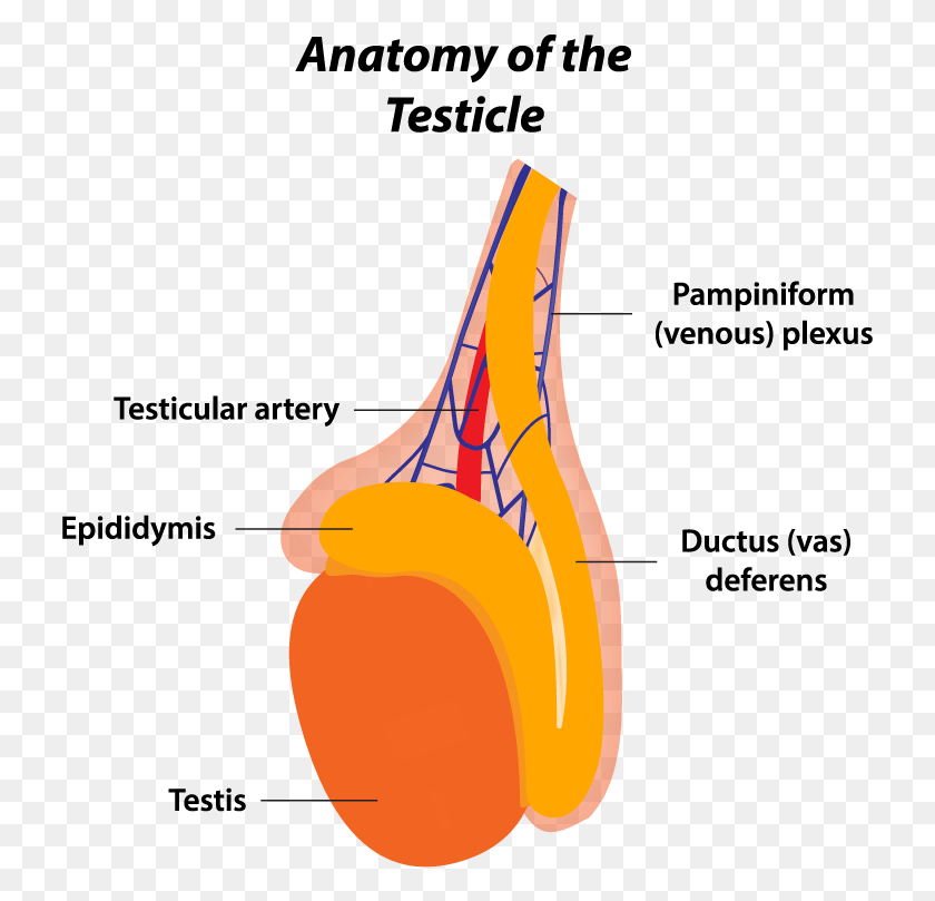 729x749 Testicles Heart Anatomy, Food, Plant, Vegetable HD PNG Download