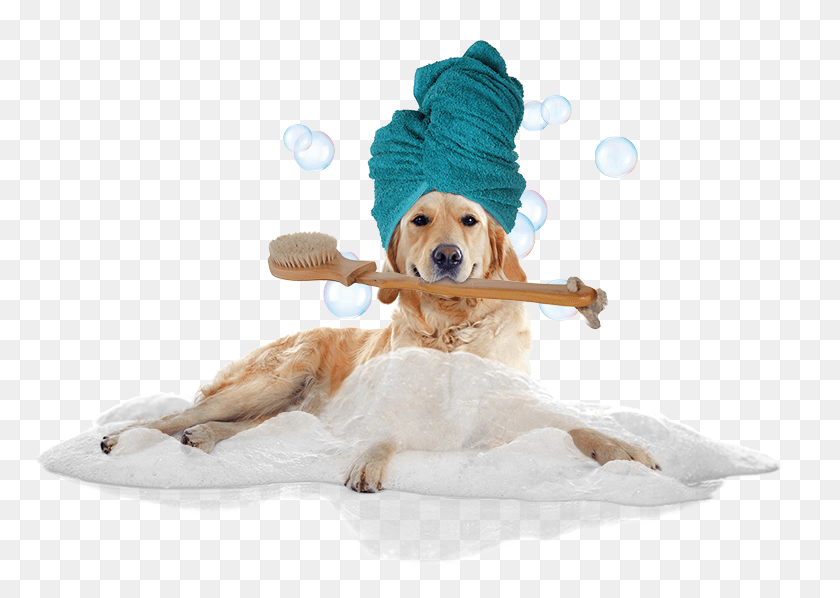773x538 Testimonials Dog Grooming, Golden Retriever, Pet, Canine HD PNG Download
