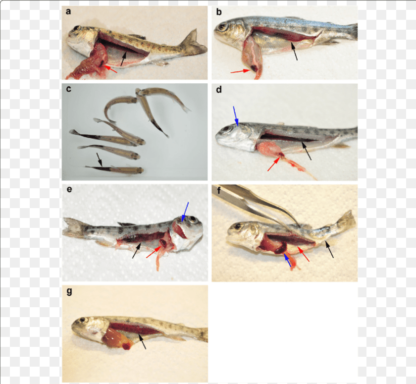 850x784 Tetracapsuloides Bryosalmonae Disease, Animal, Fish, Sea Life, Herring Transparent PNG