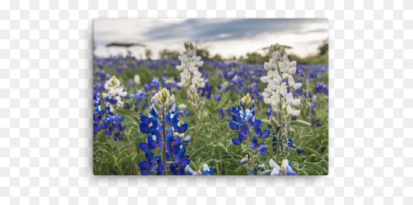 524x357 Texas, Lupin, Flower, Plant HD PNG Download