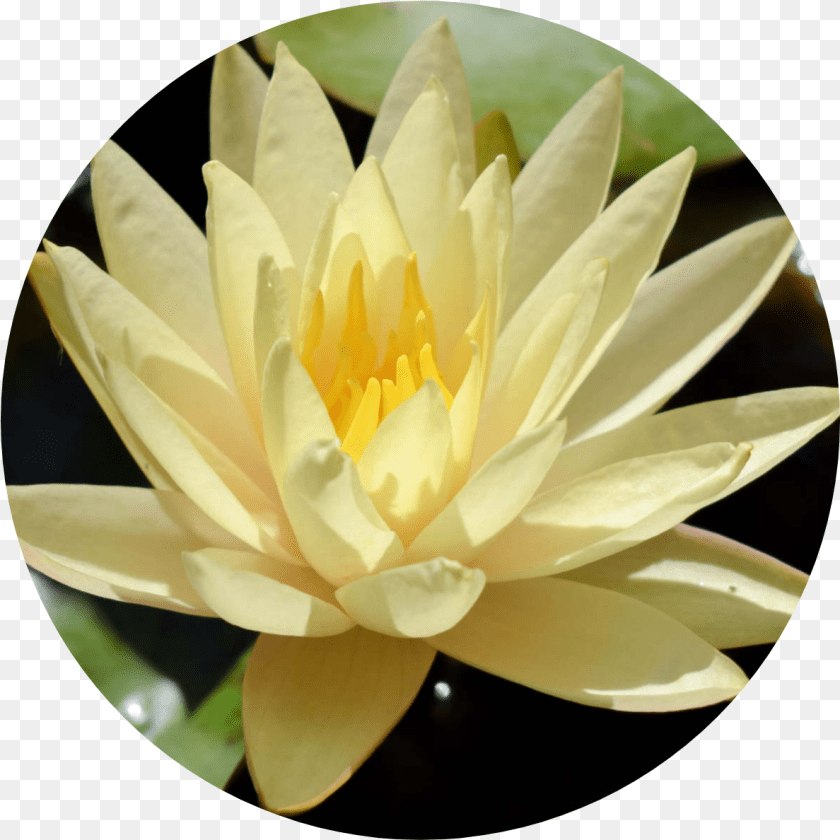 1188x1188 Texas Dawn Sacred Lotus, Flower, Lily, Plant, Pond Lily Sticker PNG