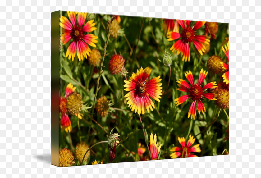 650x513 Descargar Png / Flores Silvestres De Texas Hill Country, Manta India Hd Png
