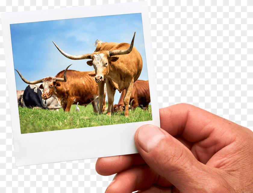 Texas Longhorn, Person, Hand, Finger, Body Part Transparent PNG