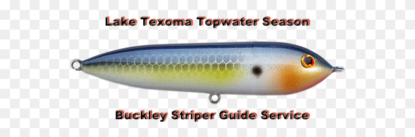 561x218 Texoma Topwater Season Pomacentridae, Animal, Fish, Fishing Lure HD PNG Download