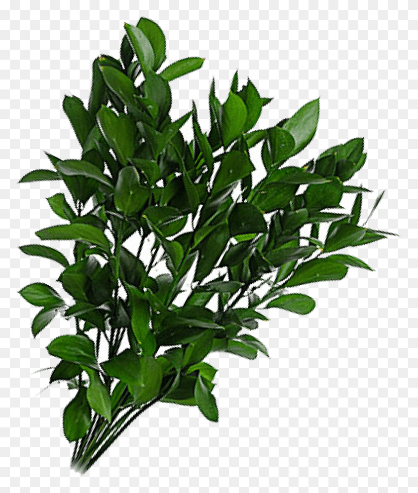 790x944 Тайский Лотос Бэй Лавр, Растение, Растительность, Лист Hd Png Скачать