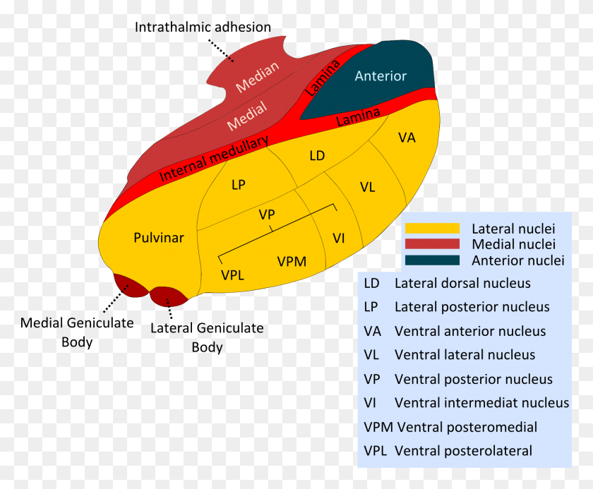 1718x1395 Descargar Png / Núcleos Tálamo Hd Png