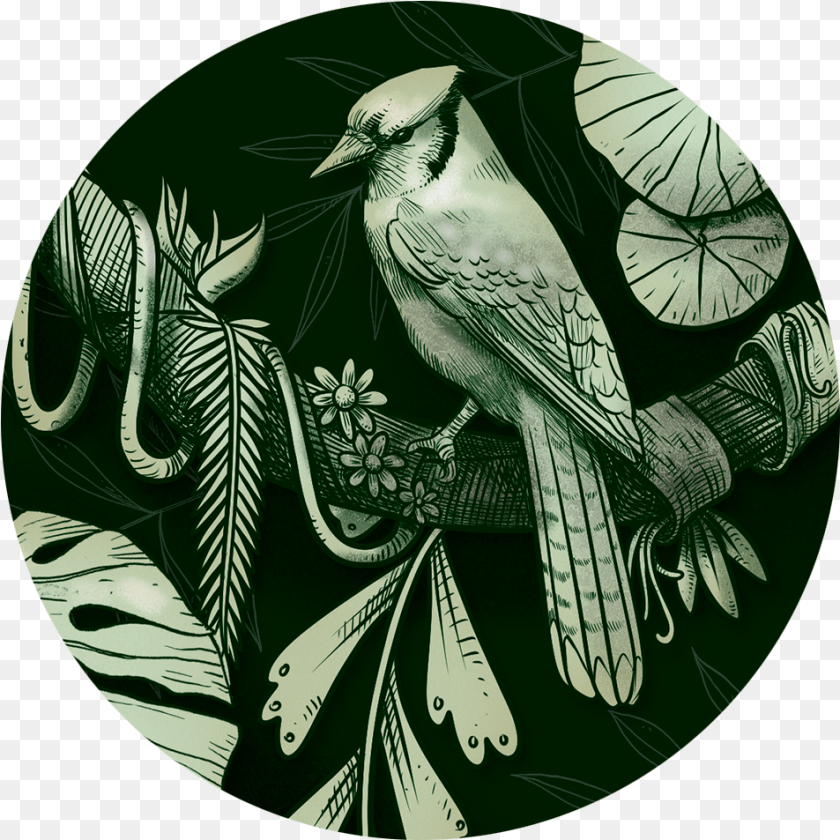 Thank You Obrigado Woodpecker, Animal, Bird, Jay, Leaf Transparent PNG