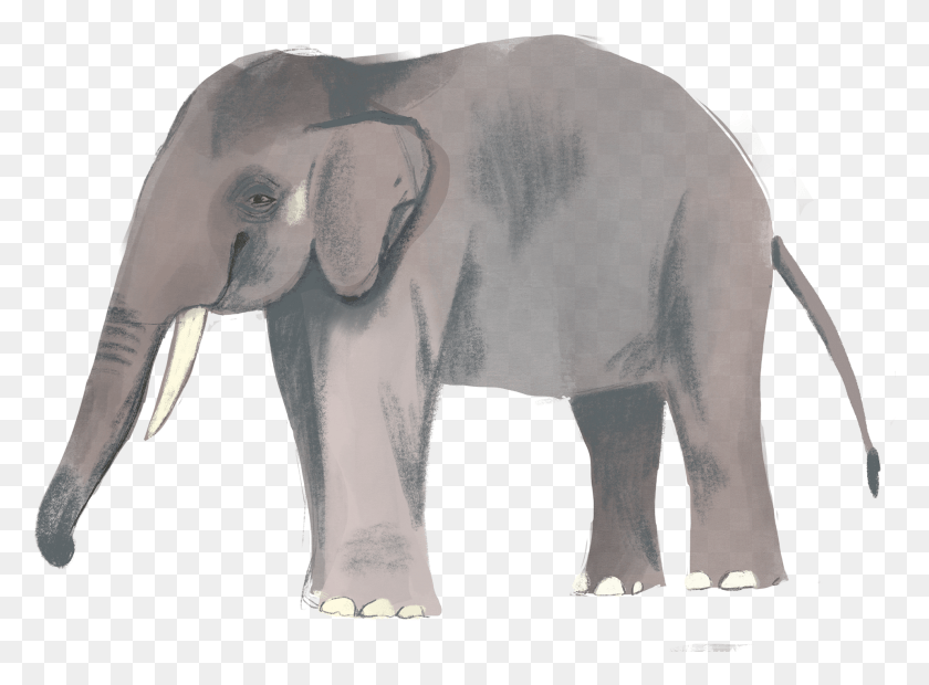 1920x1379 Thanks For Watching Indian Elephant, Wildlife, Animal, Mammal HD PNG Download