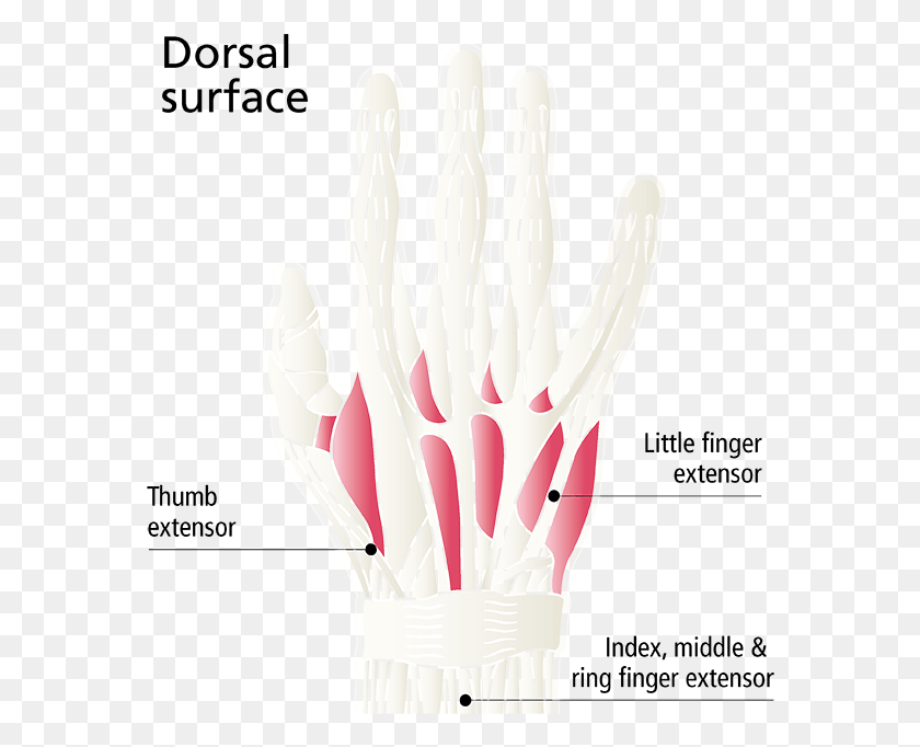 574x622 That And The Ability To Lift The Index Or Little Finger Illustration, Glove, Clothing, Apparel HD PNG Download