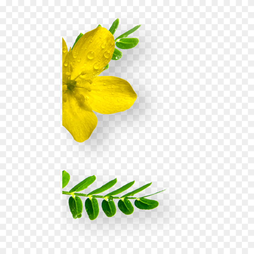 428x780 The Amino Acid L Citrulline Is Found In Relatively Buttercup, Plant, Petal, Flower HD PNG Download