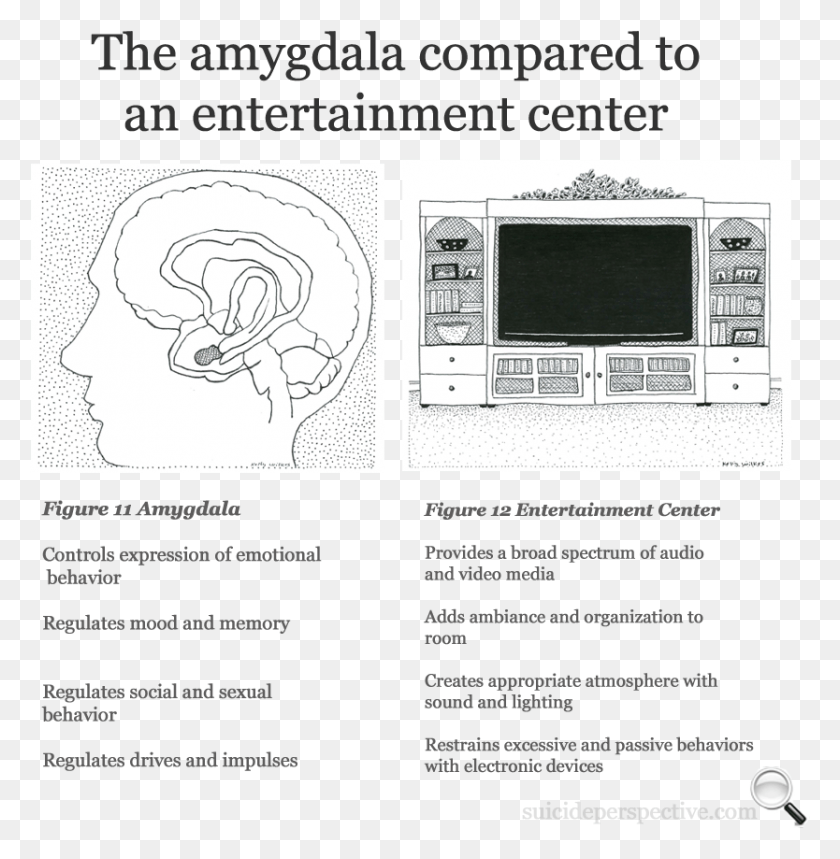 834x855 La Amígdala Controla La Expresión Del Comportamiento Emocional Ciara Hanna Y James Maslow, Texto, Vegetación Hd Png