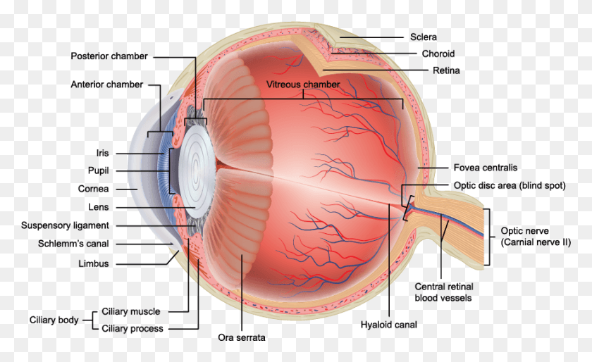 877x511 The Anatomy Of The Eye Can Get Quite Complicated Eye Layers Anatomy, Diagram, Plot, Helmet HD PNG Download