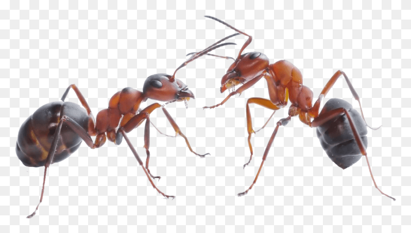 1136x606 The Ants Black Garden Ant Carpenter Ant Pest Control Transparent Background Ants, Insect, Invertebrate, Animal HD PNG Download