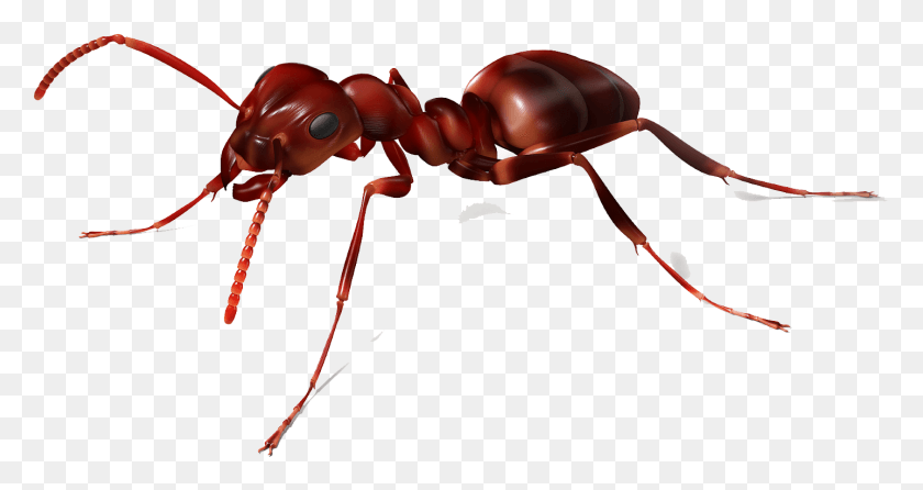 1438x713 The Ants Red Imported Fire Ant Insect Ant, Invertebrate, Animal, Bow HD PNG Download
