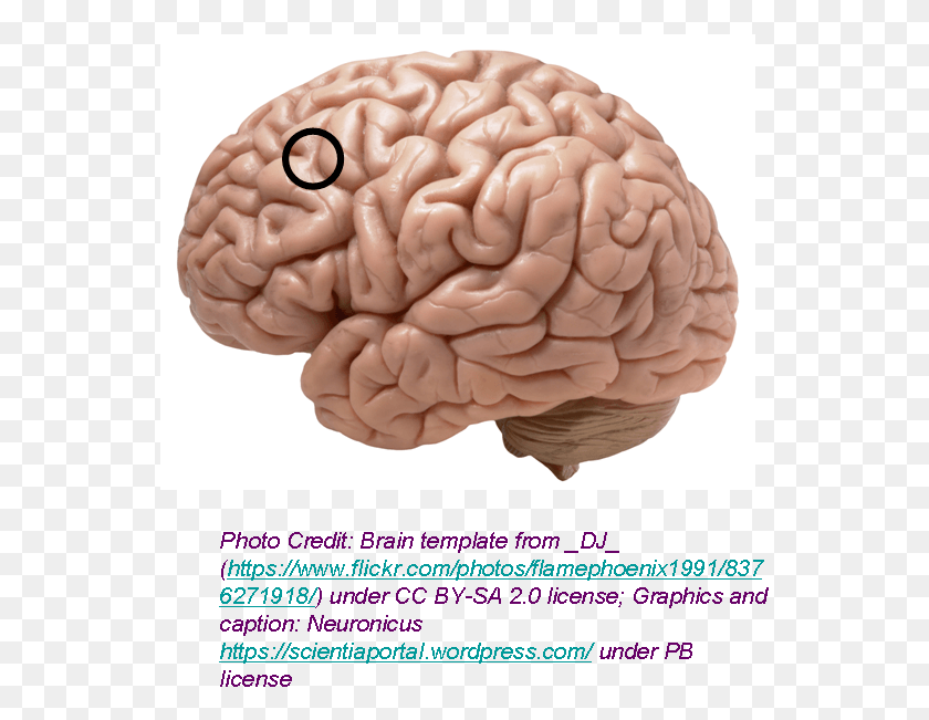 551x591 The Approximate Area Where The Stimulation Took Place Brain For Children, Person, Human, Plant HD PNG Download