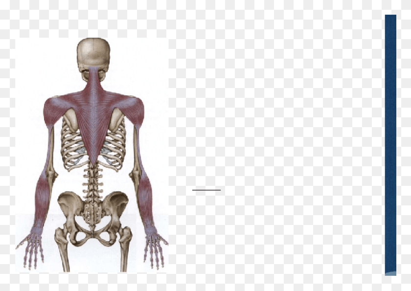 1339x920 The Arm Lines Anatomy Trains Back Arm Lines, Skeleton, Person, Human HD PNG Download
