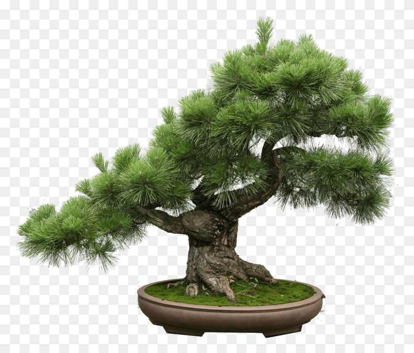 1579x1333 The Art Of Creating A Bonsai Tree Bonsais, Potted Plant, Plant, Vase HD PNG Download