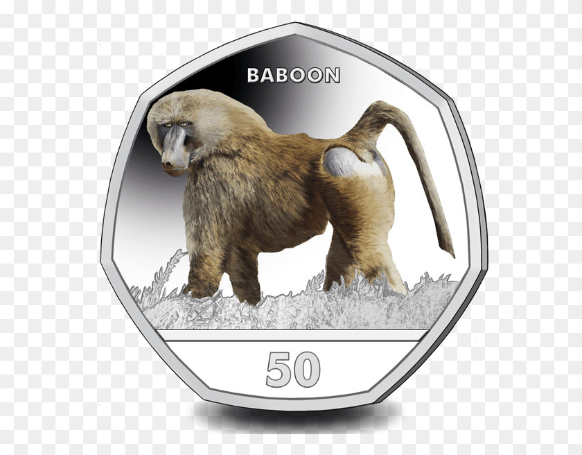 572x596 The Baboon Is Now Available To Pre Order On Our Website Gibraltar Baboon, Monkey, Wildlife, Mammal HD PNG Download