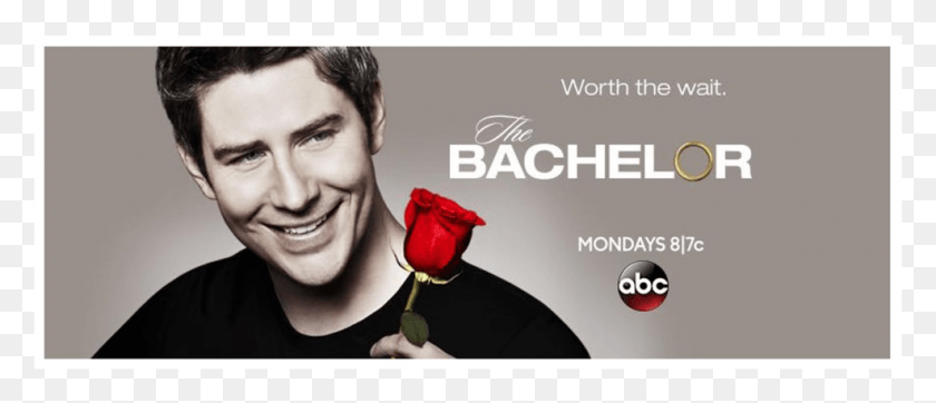 987x383 The Bachelor Report Bachelor Abc, Rose, Flower, Plant HD PNG Download
