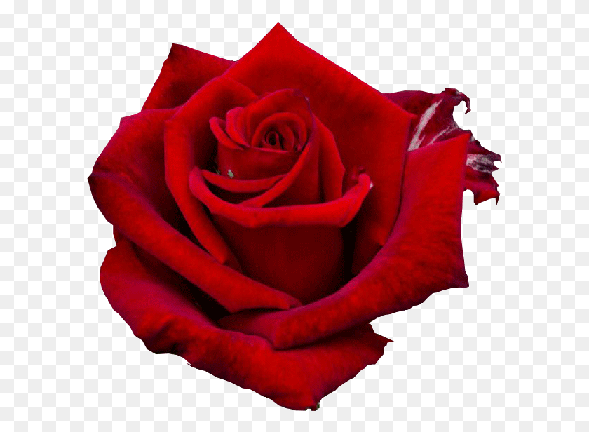 593x556 Холостяцкая Роза, Цветок, Растение, Цветение Hd Png Скачать