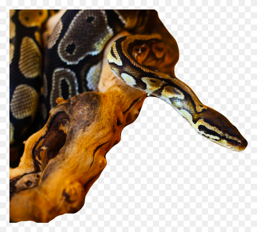 899x804 The Ball Python Native To Africa Has Become Popular Burmese Python, Reptile, Animal, Rock Python HD PNG Download