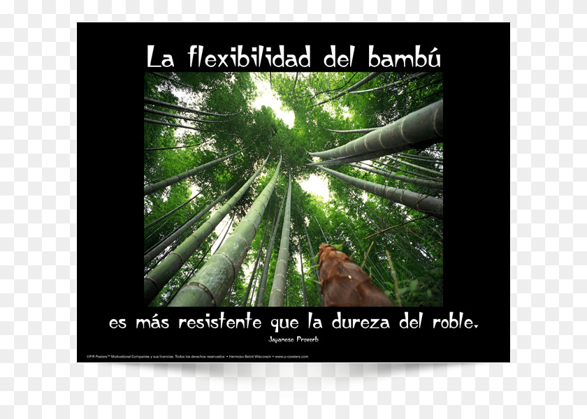 623x540 Descargar Png / El Bambú Que Dobla El Bambú, Planta, Cartel, Publicidad Hd Png