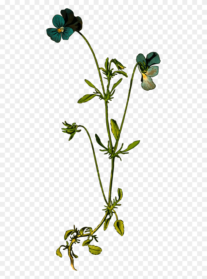 469x1073 Виола Триколор, Растение, Цветок, Цветение Png Скачать
