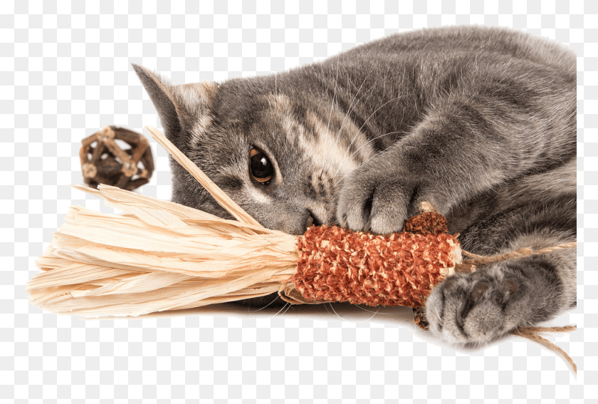 977x636 The Best For Your Cat All Natural Toy Made With Silver Domestic Short Haired Cat, Pet, Mammal, Animal HD PNG Download