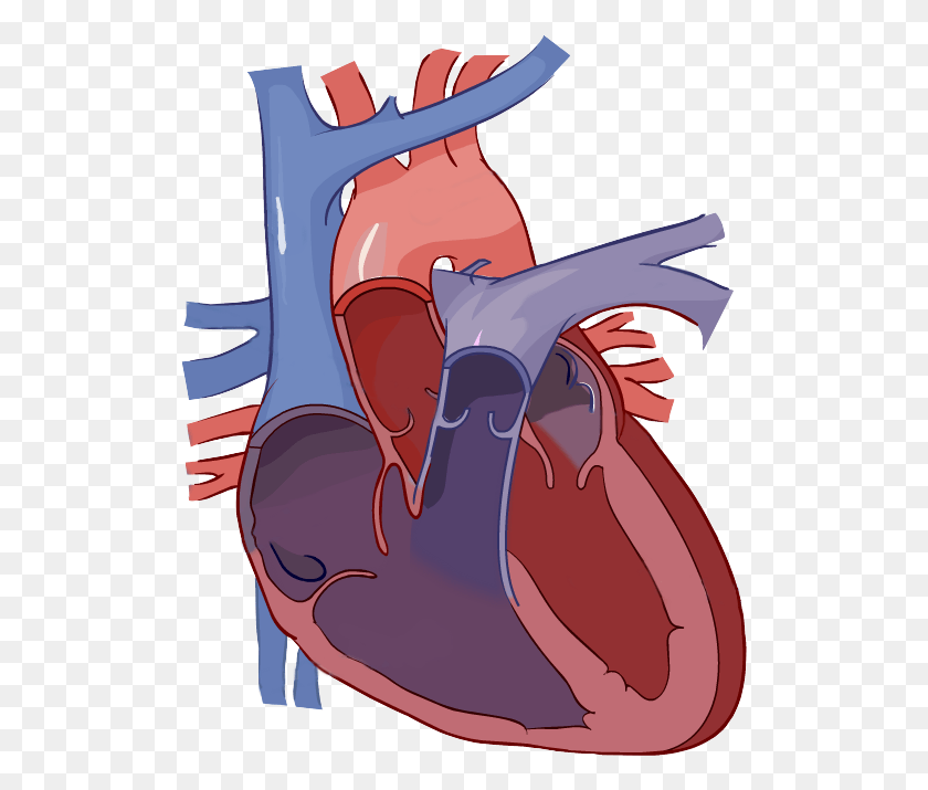 514x655 The Best Free Unlabeled Clipart Images From Heart Anatomy Not Labeled, Animal, Architecture, Building HD PNG Download