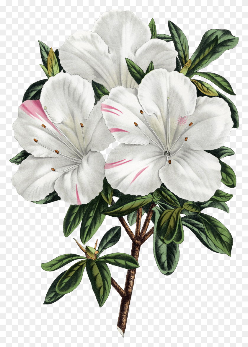 2491x3560 The Biodiversity Heritage Library Works Collaboratively Azalea HD PNG Download