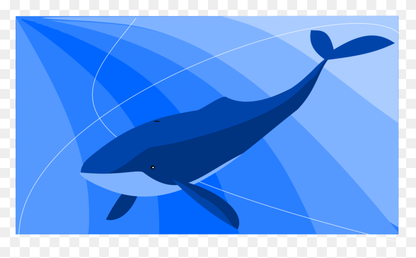 1050x622 The Blue Whale Baleen Whale Common Bottlenose Dolphin Blue Whale Malayalam Troll, Sea Life, Animal, Mammal HD PNG Download