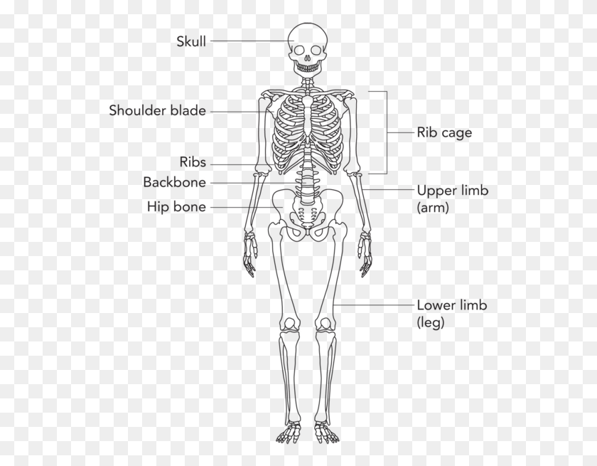 537x595 The Bones In The Human Skeleton Human Skeleton Grade, Plot, Pac Man, Light HD PNG Download