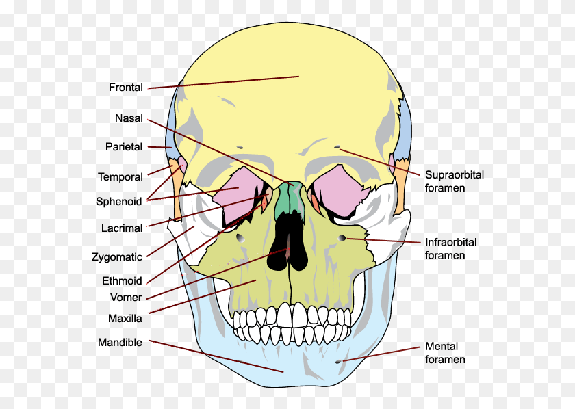 574x538 The Bones Of The Skull Anterior View Bones Of The Skull, Head, Jaw, Helmet HD PNG Download