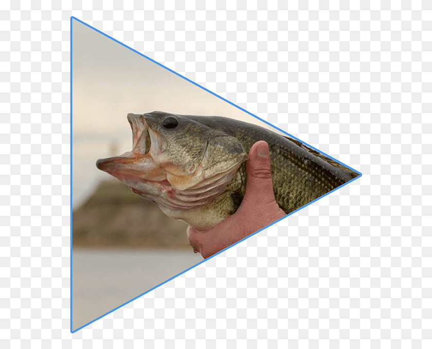 570x619 The Boundary Bass Classic Will Join Those Events Here Oncorhynchus, Fish, Animal, Person HD PNG Download