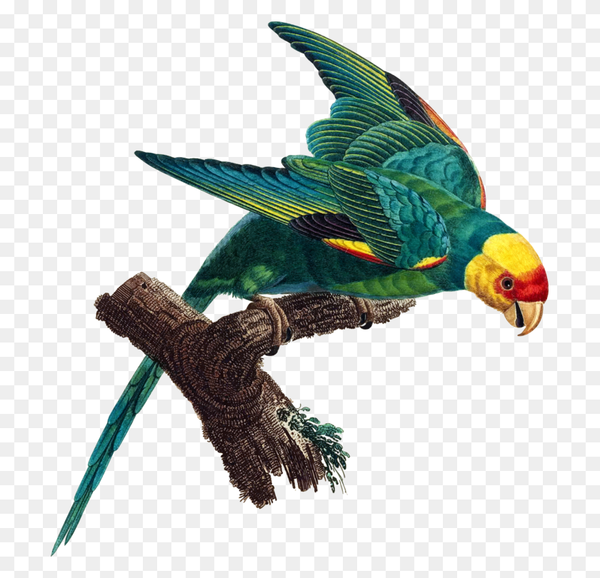 697x750 The Carolina Parakeet Cotorra De Carolina, Macaw, Parrot, Bird HD PNG Download