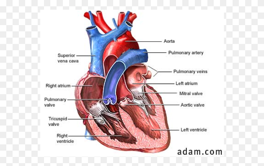 586x469 The Circulatory System Order Major Blood Vessels In Heart, Person, Human, Neck HD PNG Download