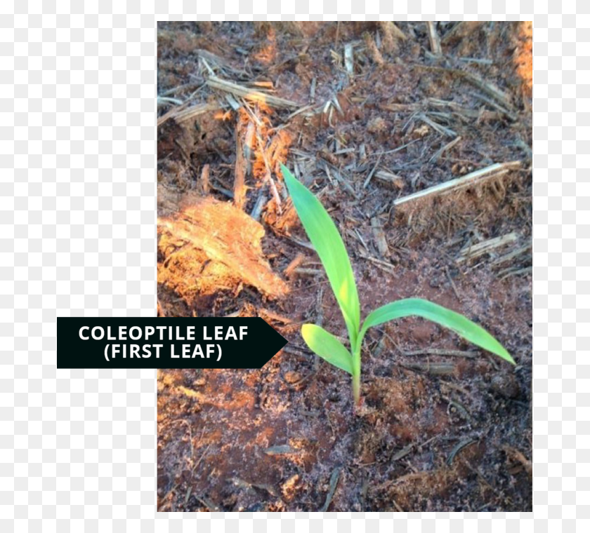 677x700 The Coleoptile Leaf Is Shorter Than The Later Emerging Plantation, Plant, Sprout, Ground HD PNG Download