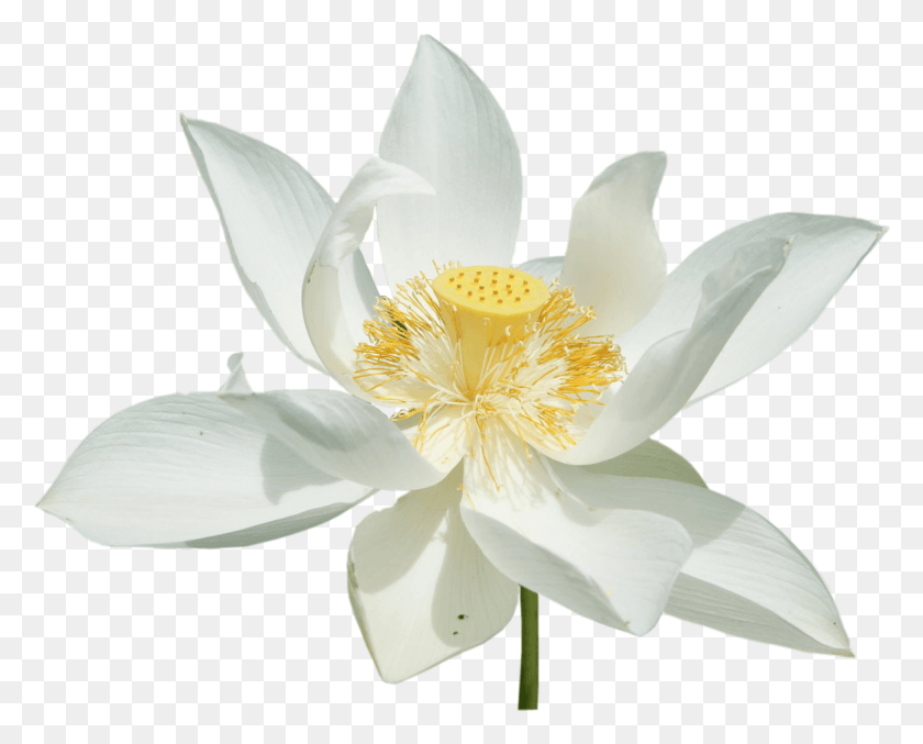 1163x921 The Collection White Lotus Resort 3 From White Lotus Sacred Lotus, Plant, Lily, Flower HD PNG Download