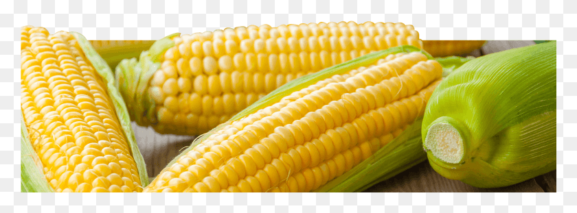1921x620 The Corn Then Goes Through A Quick Heat Treatment To Corn Kernels, Plant, Vegetable, Food HD PNG Download