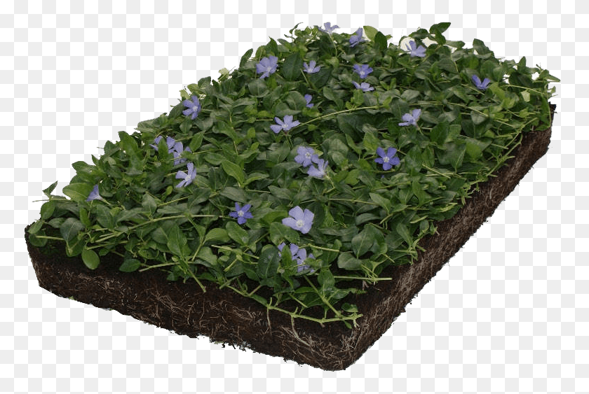 773x503 The Covergreen Ground Covers Kant En Klare Bodembedekkers, Plant, Acanthaceae, Flower HD PNG Download