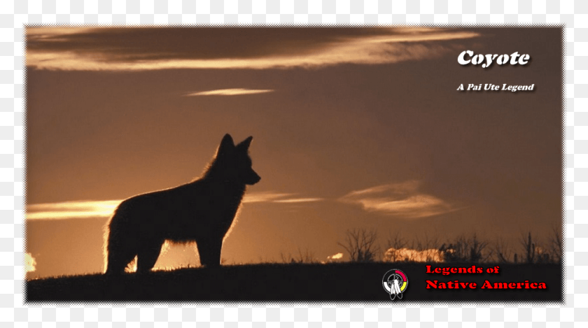934x490 El Coyote Como Su Hermano El Lobo Era Un Coyote Espiritual, Mamífero, Animal, Caballo Hd Png